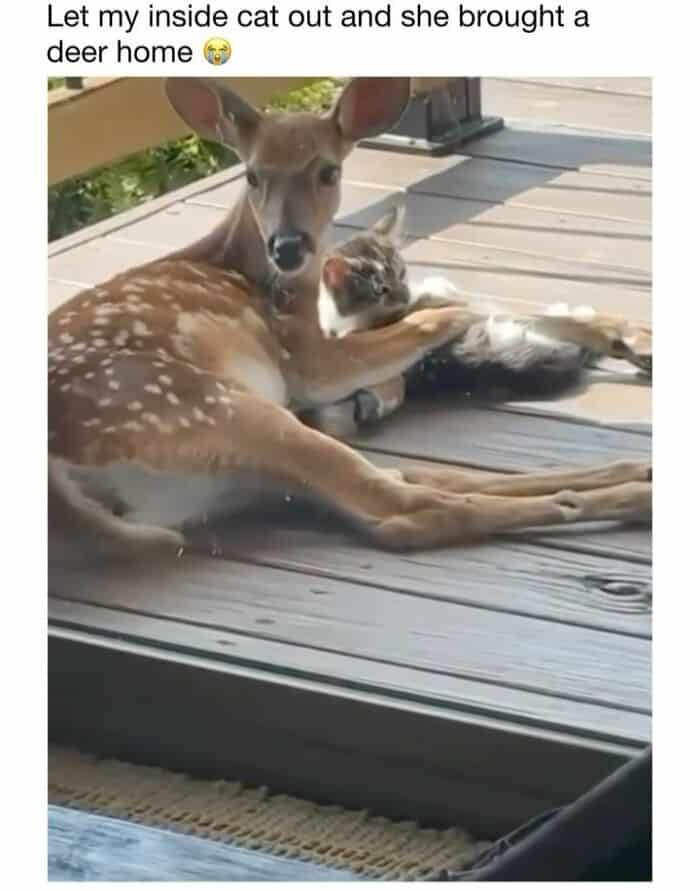 Deer and cat lying together on a wooden deck, showing a cute animal friendship scene.