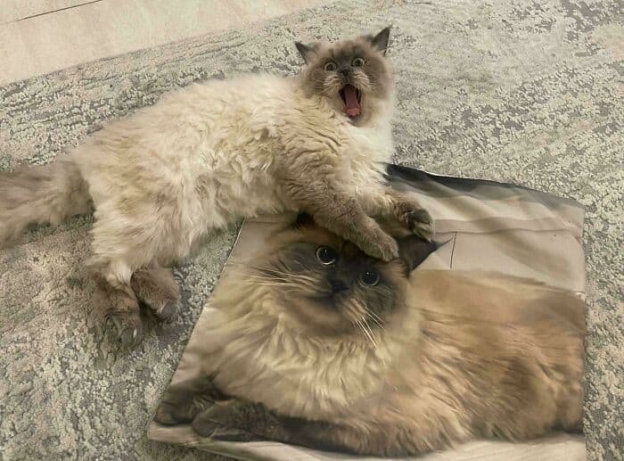 Ragdoll cat with long, fluffy fur lying on a printed blanket, looking surprised with wide eyes and m.