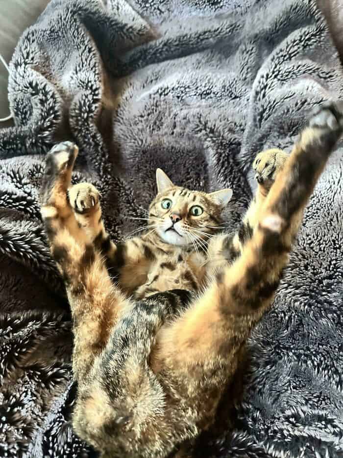 Bengal cat stretching with paws in the air on soft, furry blanket.