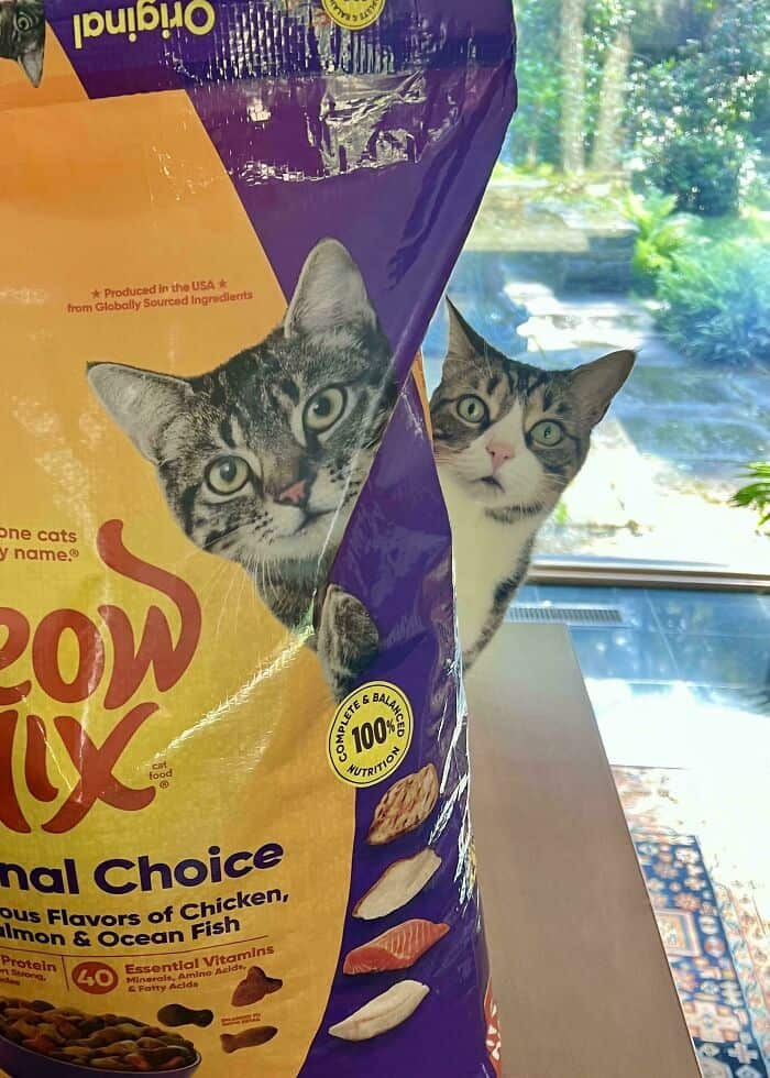 Cat food bag with two cats' faces peeking out, on a windowsill.