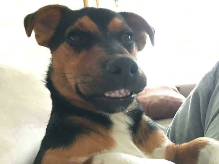 Adorable dog with a playful expression, showing teeth, in a comfortable indoor setting.