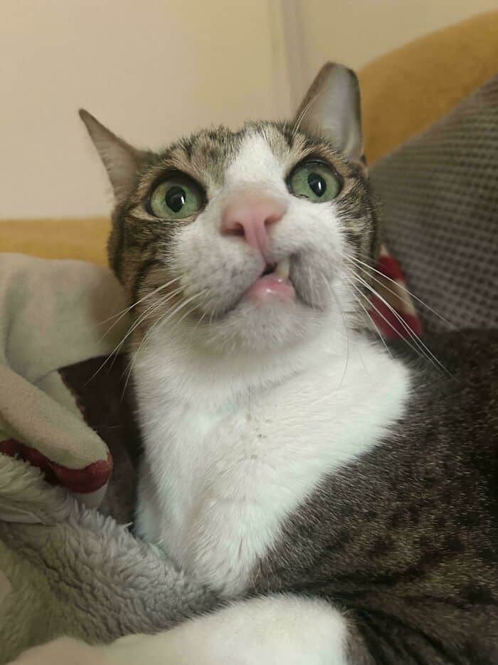 Cute cat with wide green eyes and a slightly protruding tongue, showing a humorous and adorable expr.