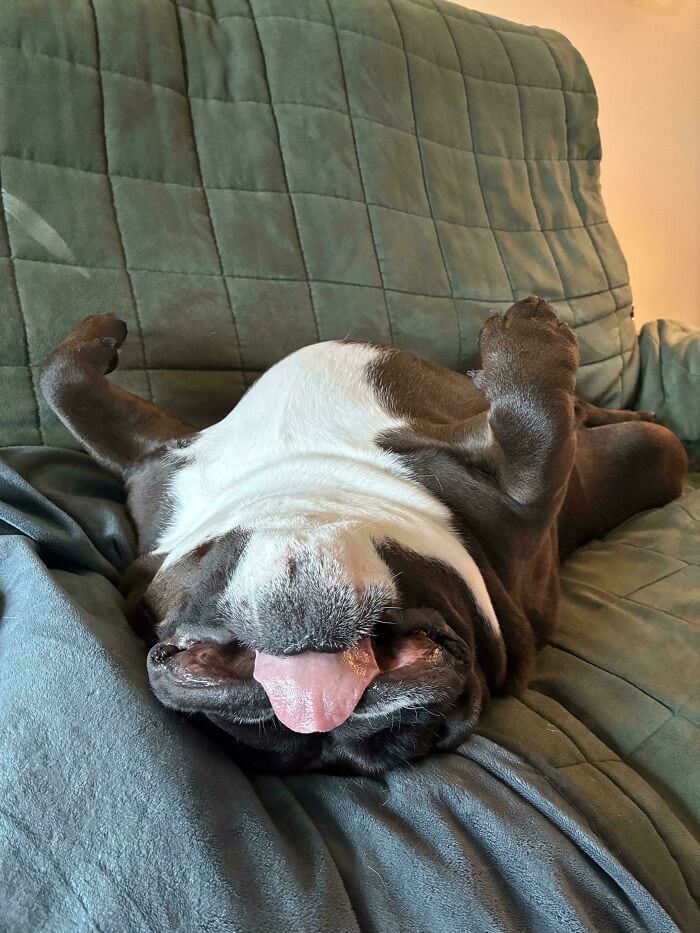 Adorable Boston Terrier dog relaxing upside down on a green couch, showing a happy expression with t.