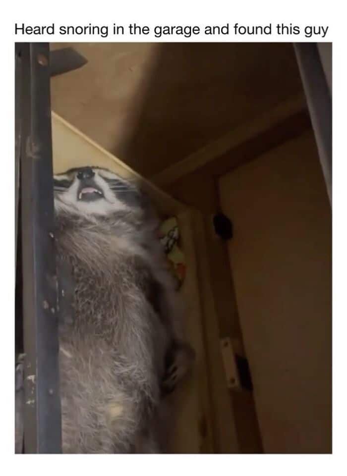 Snoring raccoon lying on its back in a garage, looking relaxed.