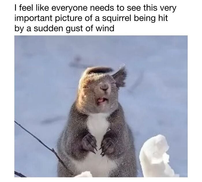 Squirrel with fur blown by wind, standing in snow, looking surprised.