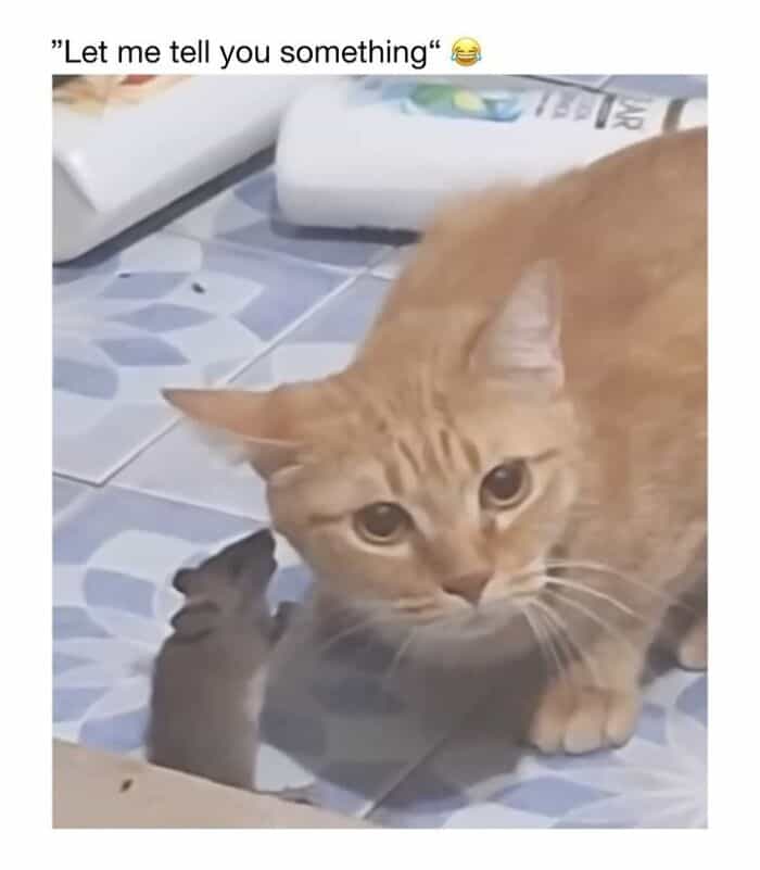 Adorable orange cat with a small kitten, both on a tiled floor, showcasing a tender moment.