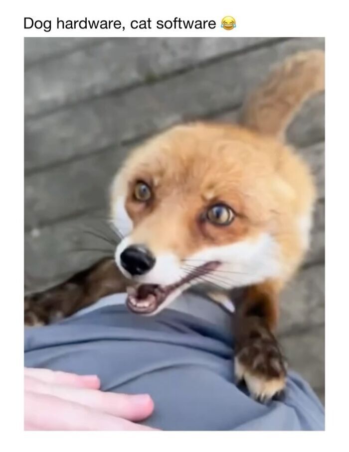 Cute dog with an excited expression, captioned "Dog hardware, cat software".