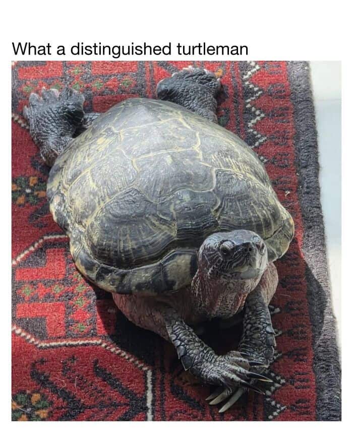 Dignified turtle with detailed shell and limbs resting on a patterned rug, showcasing its unique fea.