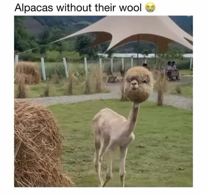 Alpaca without wool wearing a lion's face mask, standing in a farm with hay bales and a canopy in th.