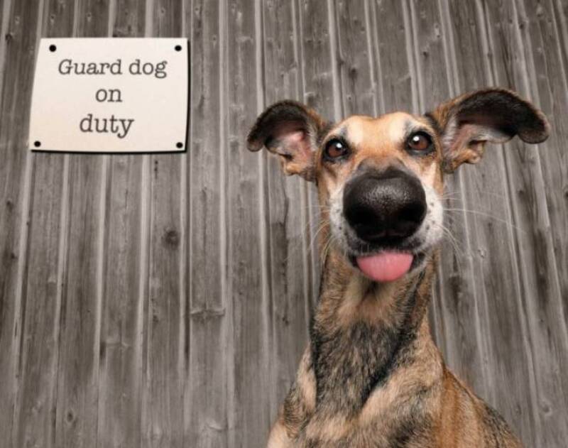 Guard dog on duty sign with a playful dog in front.