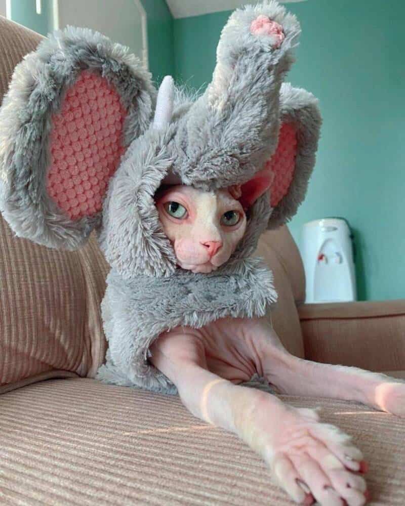 Cat in a fluffy bunny costume with large ears, sitting on a couch.