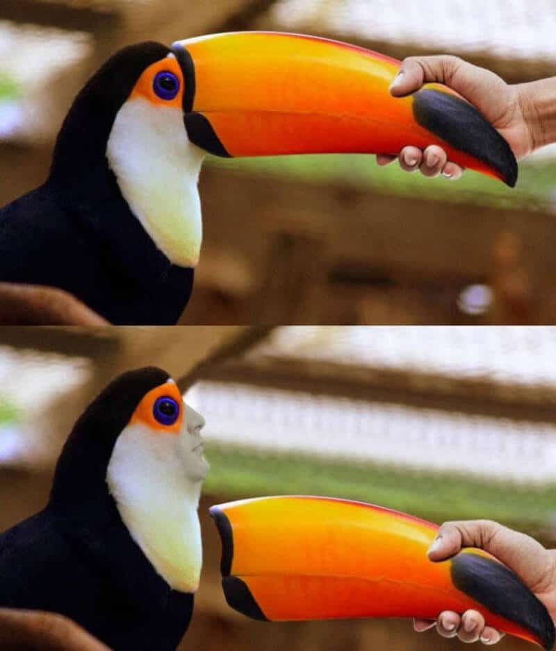 Humorous toucan with a fake beak held by a person in a funny picture.