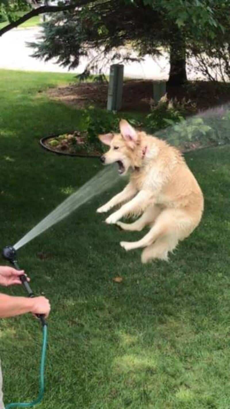 Adorable puppy getting sprayed with water from a garden hose.
