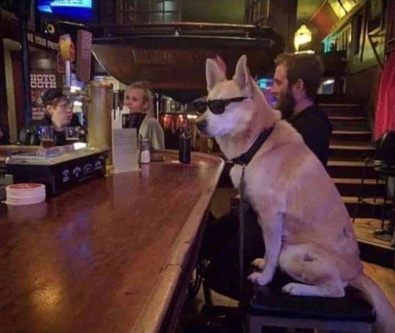Dog with sunglasses sitting at bar counter.