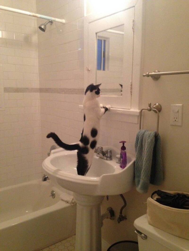 Adorable black and white cat standing on sink, peering into bathroom mirror, funny pet moment.