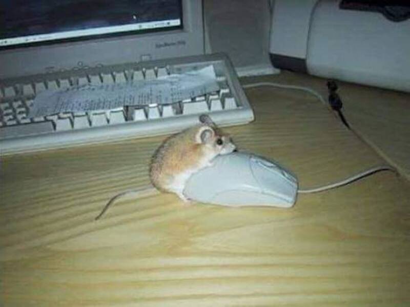 Hamster sitting on a computer mouse, resembling a tiny creature at a desk.