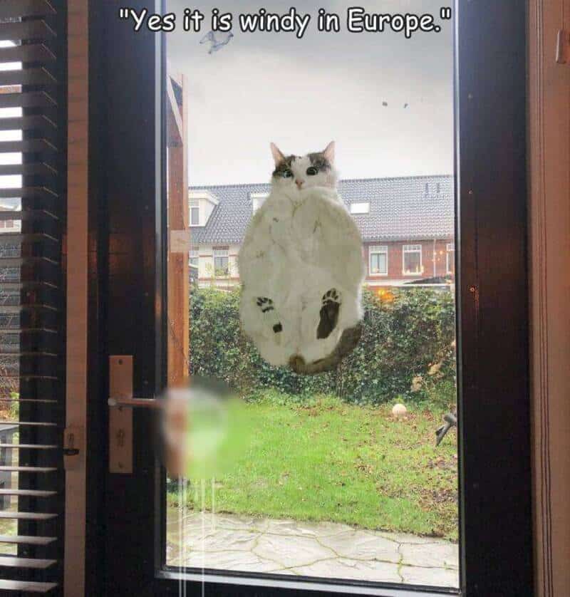 Cat on glass door with a funny quote about Europe and windiness.