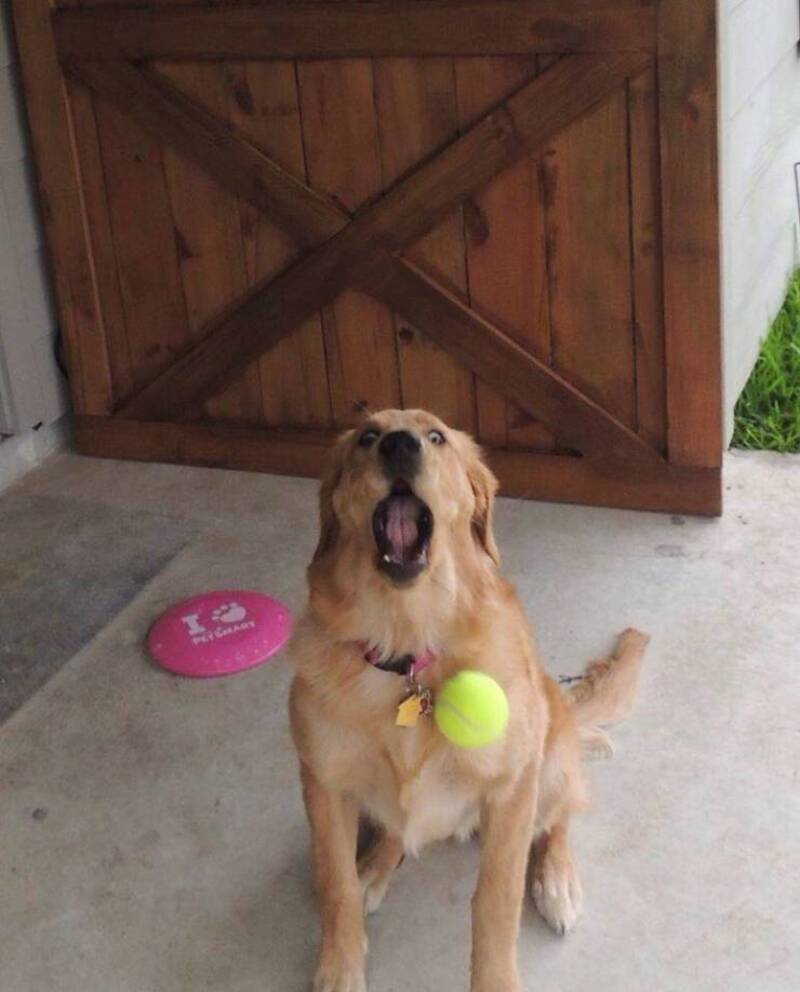 Adorable golden retriever dog sitting on concrete with tennis ball in mouth, looking excited and hap.