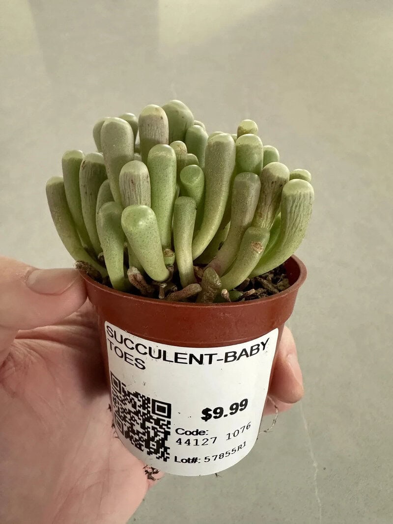 Succulent baby toe plant in a small pot, labeled "Succulent Baby Toes," priced at $9.99, with a QR c.