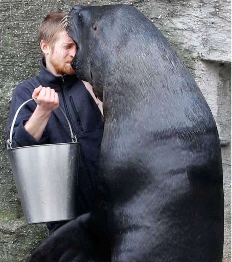Sea lion and man sharing a close moment, with the sea lion touching the man's face.