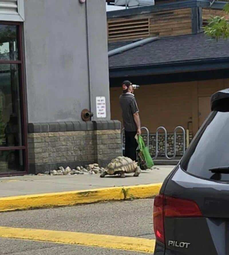 Man walking a turtle on a leash outside a building in an urban setting.