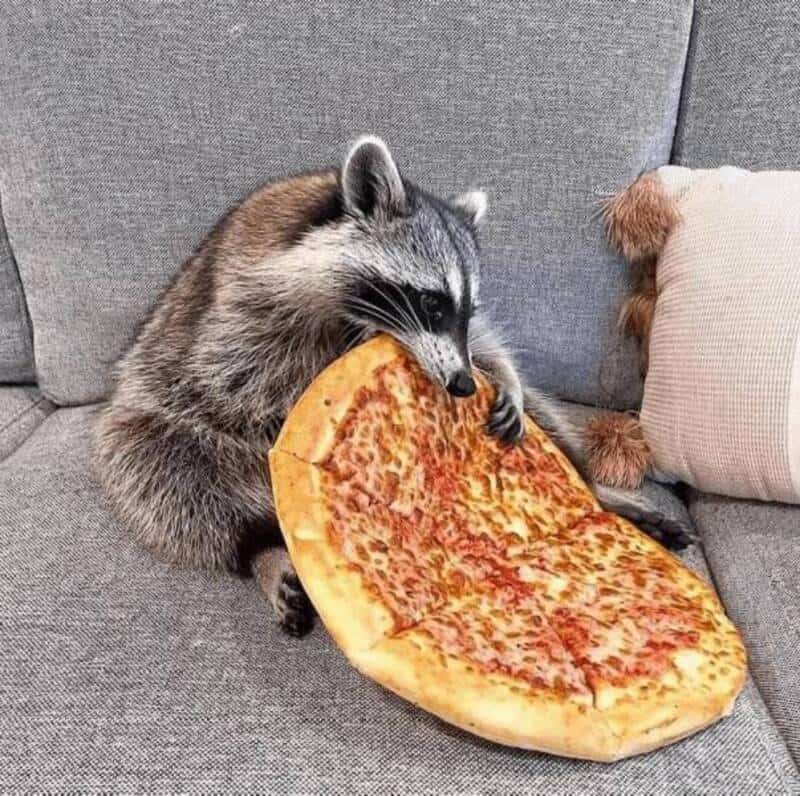 Raccoon holding a large slice of cheese pizza on a gray sofa.