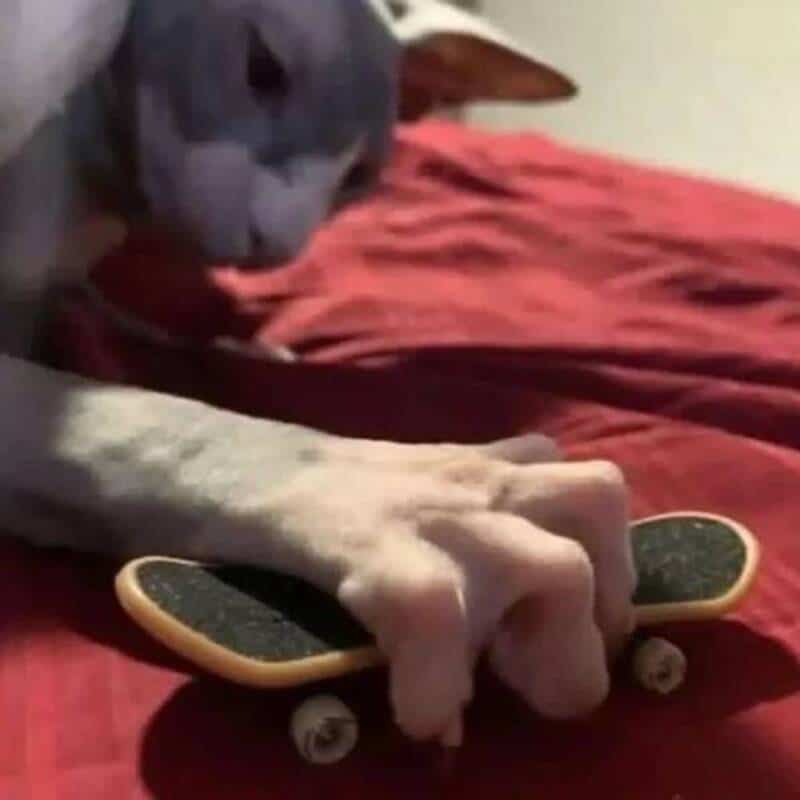 Adorable cat balancing on a skateboard, showcasing playful and curious behavior.