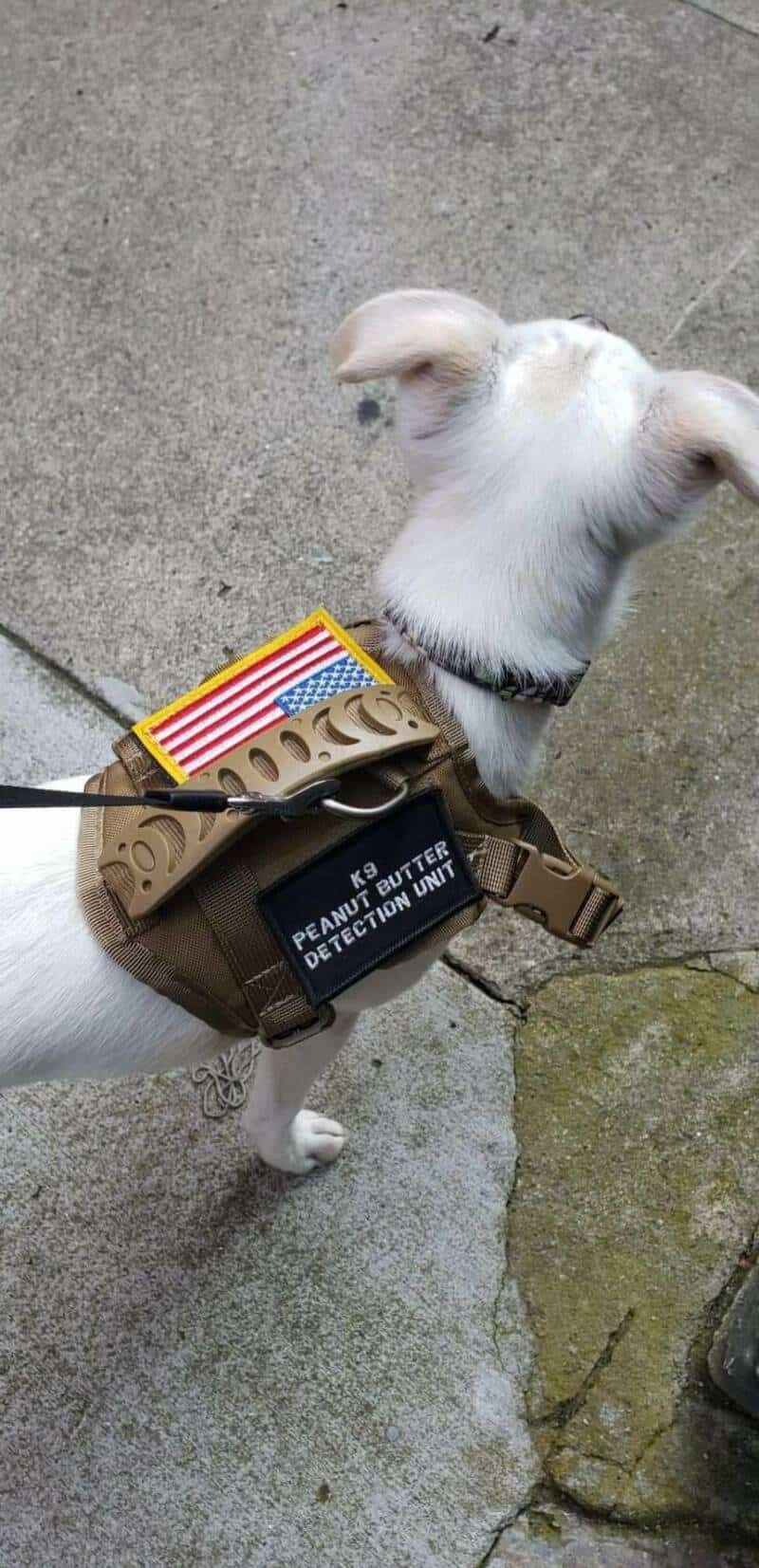 Small white dog wearing peanut butter detector gear on a concrete sidewalk.