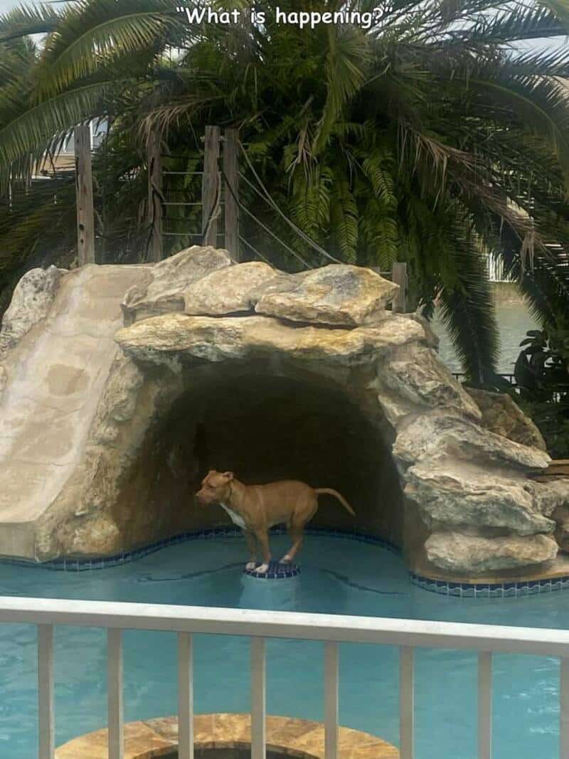Dog standing inside a pool cave with palm trees in the background, curious about surroundings.