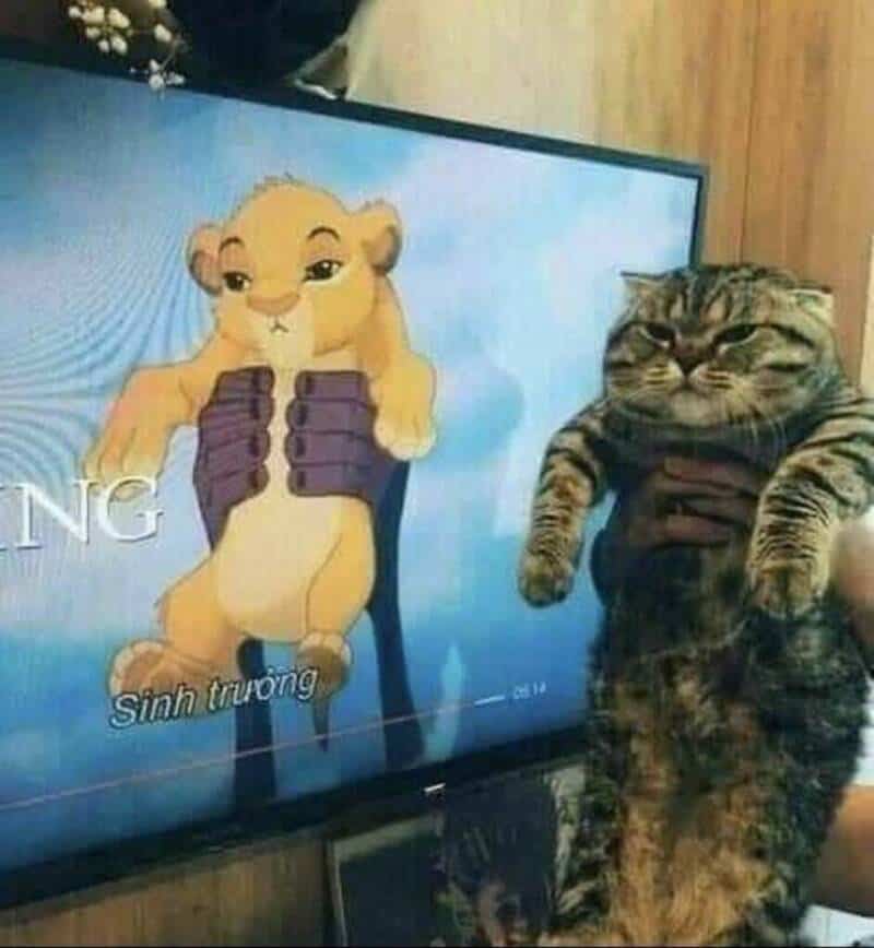 Adorable tabby cat dressed as a lion, standing upright beside a digital illustration of a lion on a.
