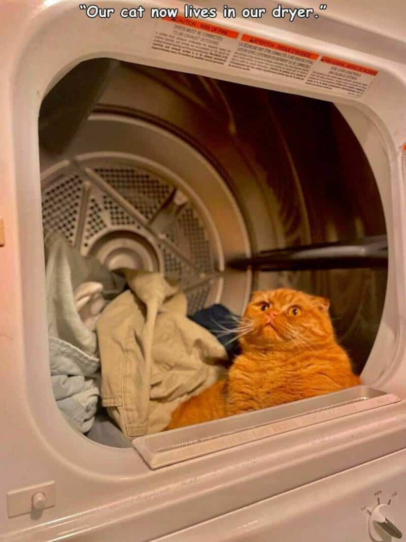 Dryer with a ginger cat sitting inside, looking out from the open door, surrounded by laundry.