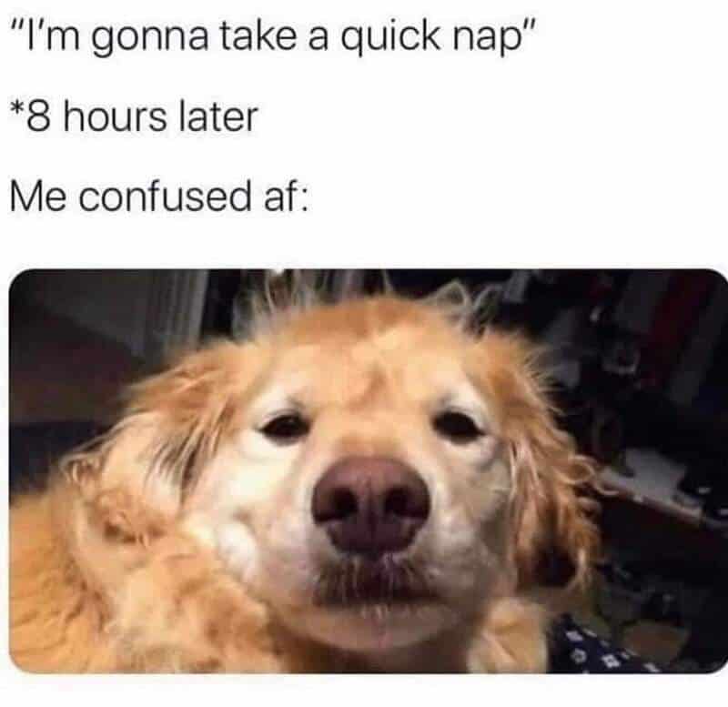 Funny dog meme about taking a quick nap and feeling confused afterward.