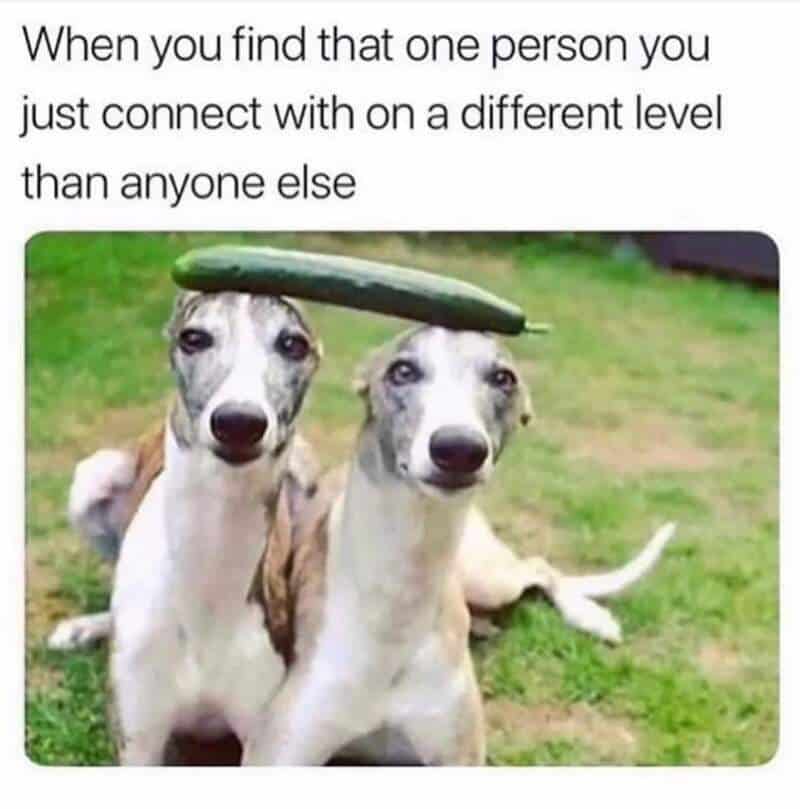 Two dogs with a cucumber on their heads, humorous meme about unique bonds.