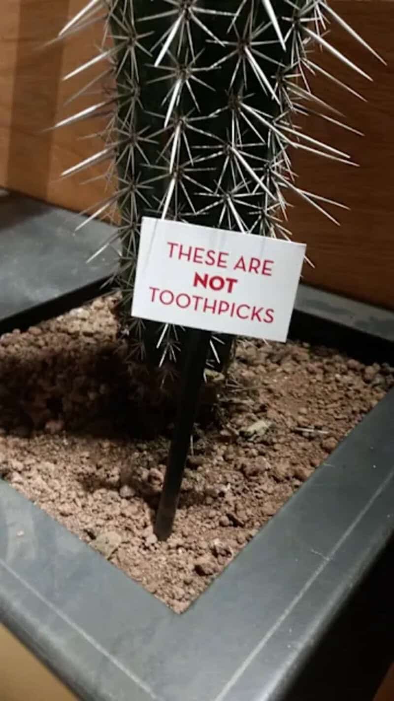 Cactus plant with a sign that reads "These are not toothpicks" in a pot.