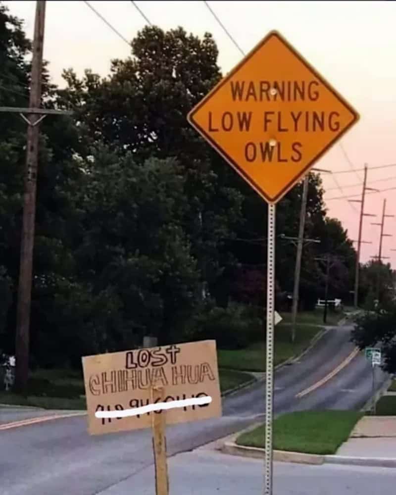 Warning sign for low flying owls with a humorous "Lost Chihuahua" sign below.