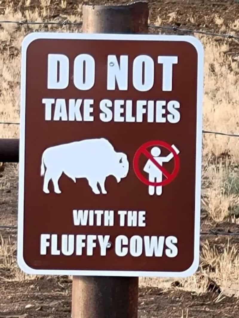 Warning sign advising against taking selfies with fluffy cows in the area.