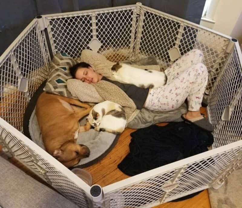 Woman sleeping with three dogs in a playpen, relaxing on a bed.