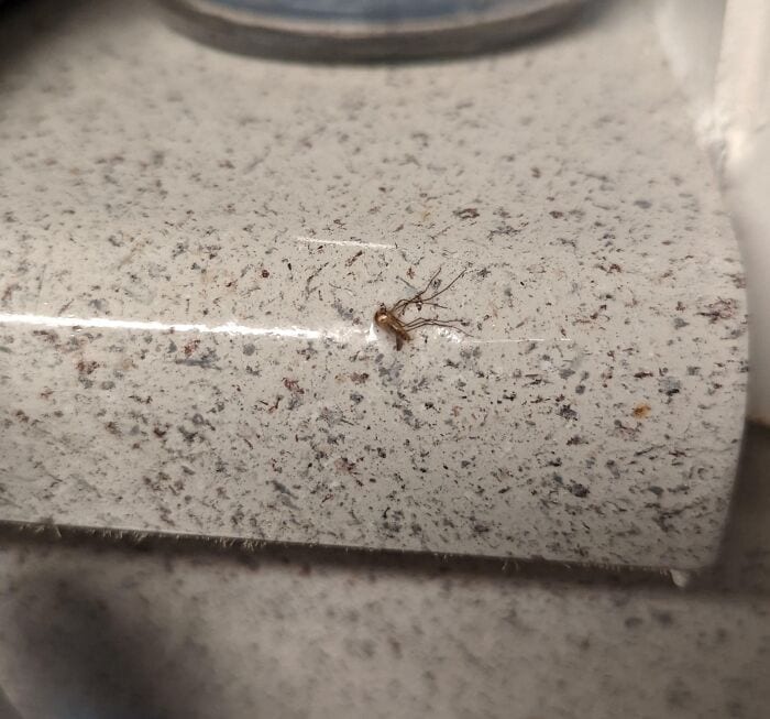 Small spider crawling on kitchen countertop surface.