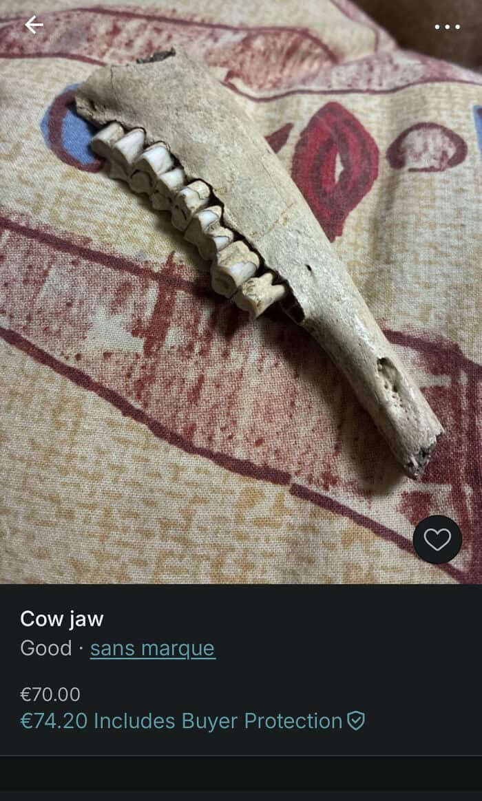 Cow jaw bone skeleton with detailed teeth, ideal for educational or decorative purposes.