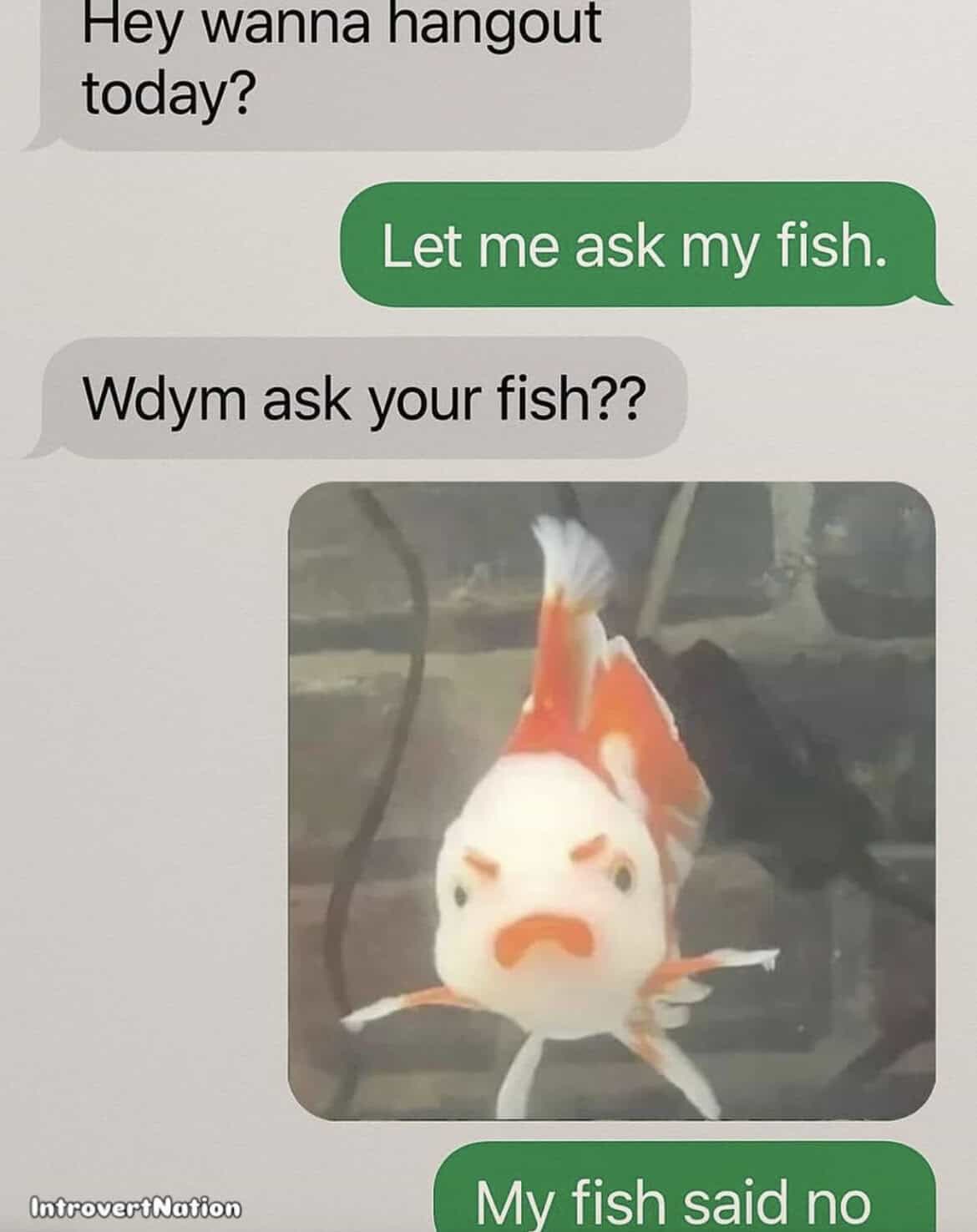 Let me ask my fish.