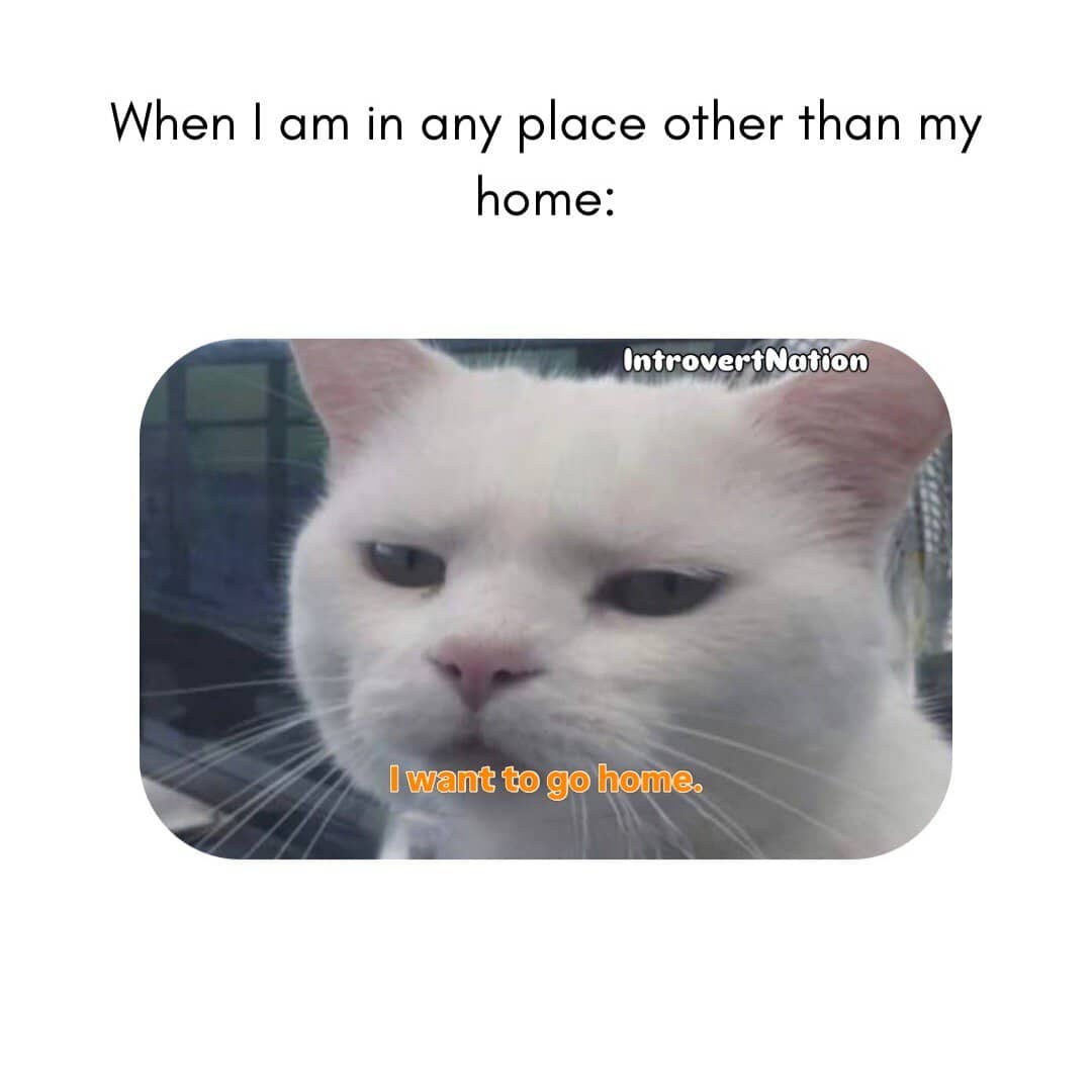 Cat with a displeased expression, saying "I want to go home.".