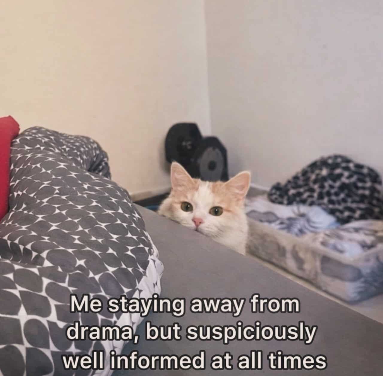 Relaxed cat peeking over bed with text overlay about avoiding drama and being well-informed.