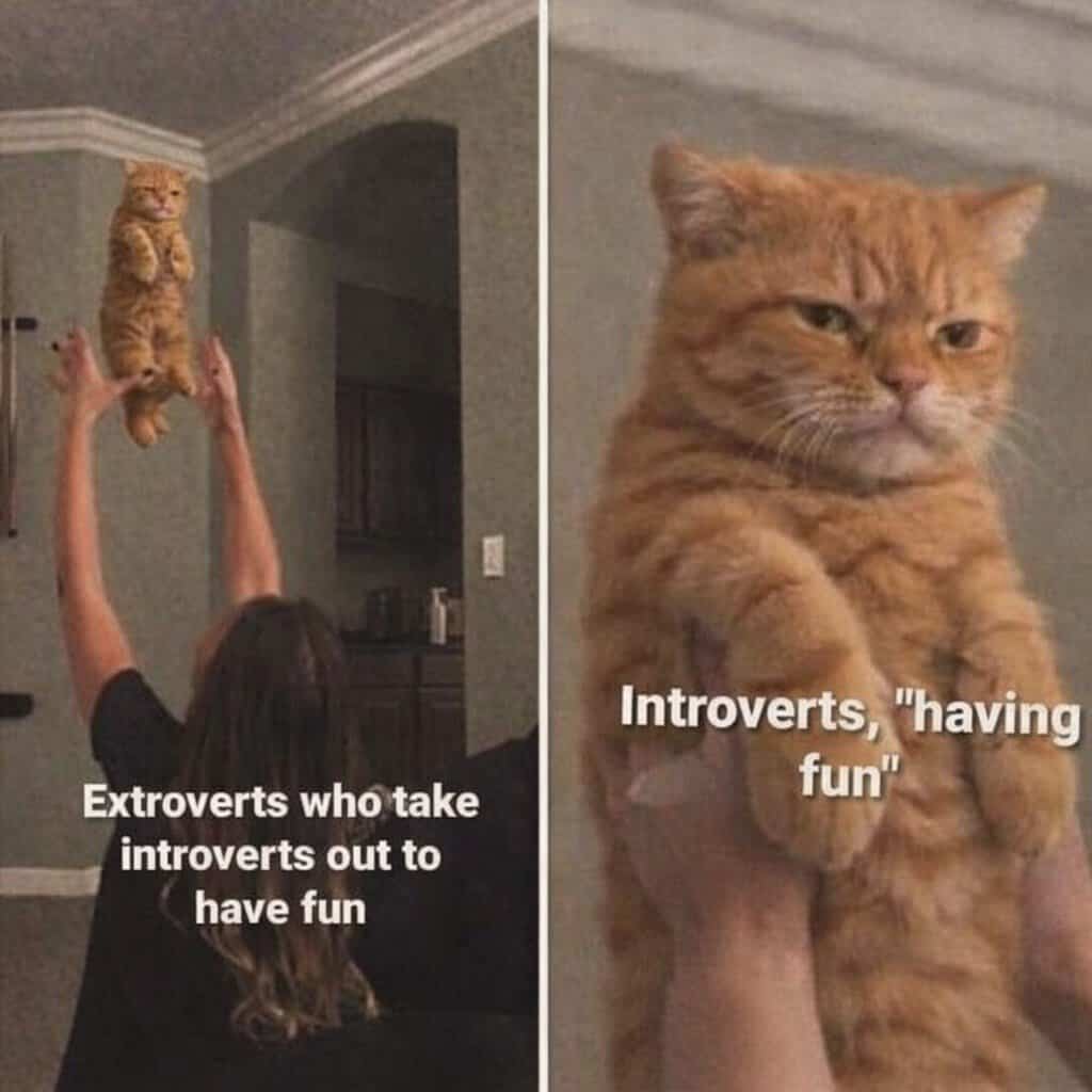 Funny cat meme with contrasting introvert and extrovert traits.