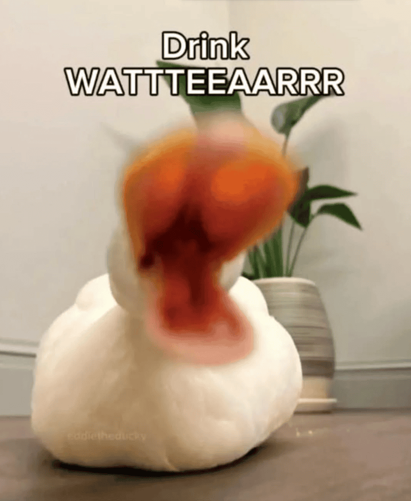 Duck-shaped bread with a funny "Drink WATTTEEAARRR" caption, placed on a table with a plant in the b.