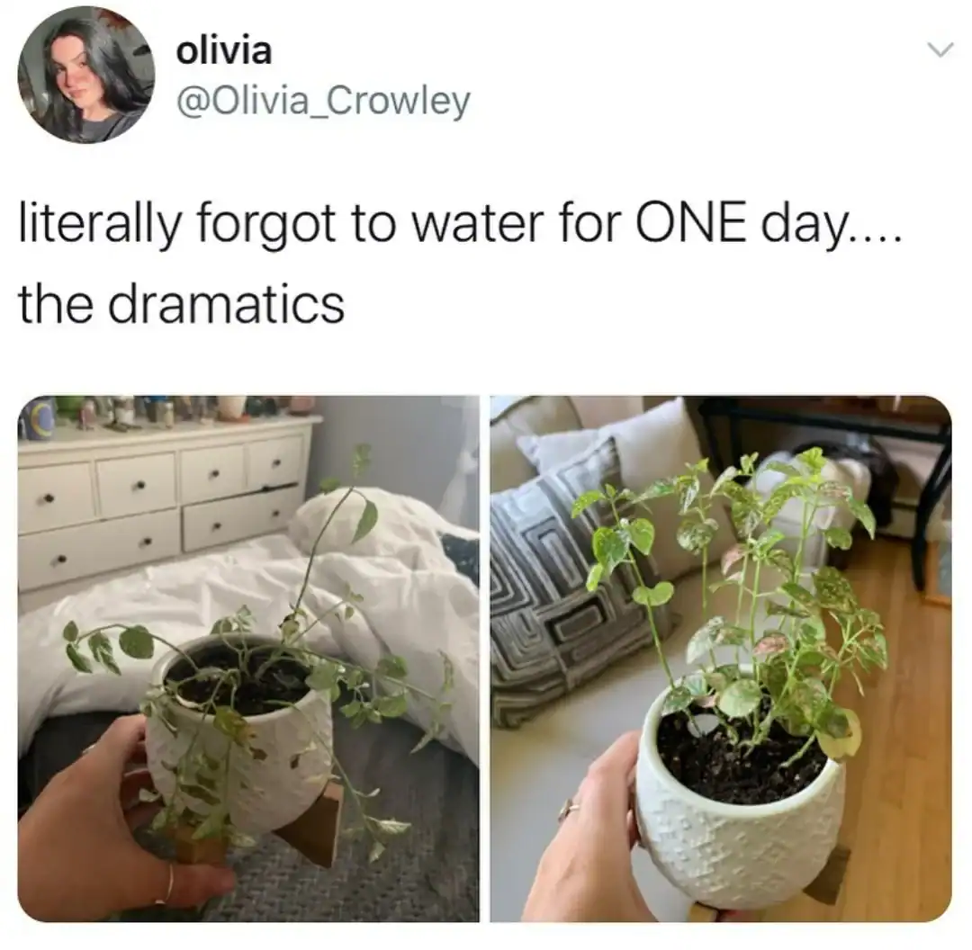 Watering fail plant in decorative white pot.