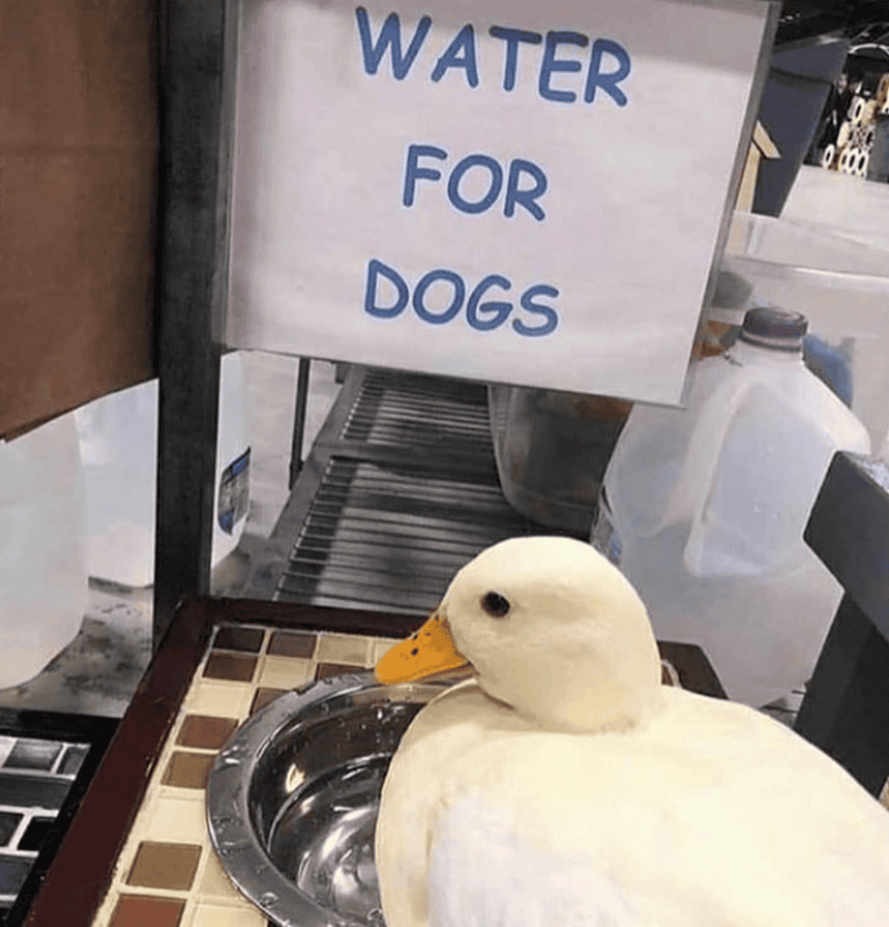 Water for Dogs Sign at Pet Store.