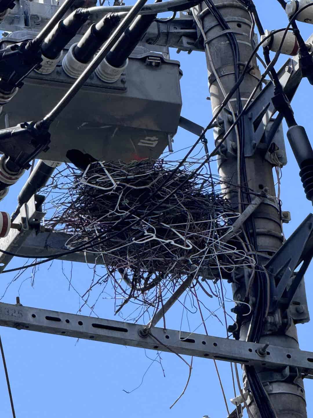 Power pole with bird's nest of twigs and wires on electrical infrastructure.