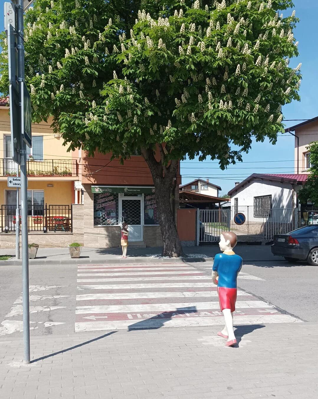 Tree with lush green foliage and white flowers over a pedestrian crosswalk.