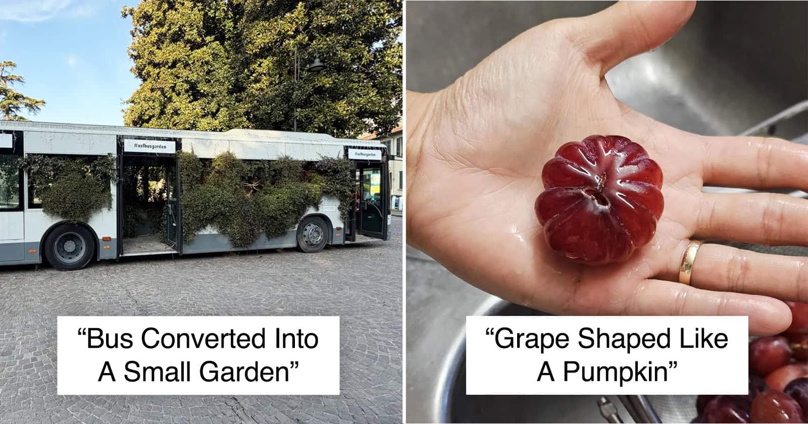 Bus turned into a small garden with plants growing inside and outside.