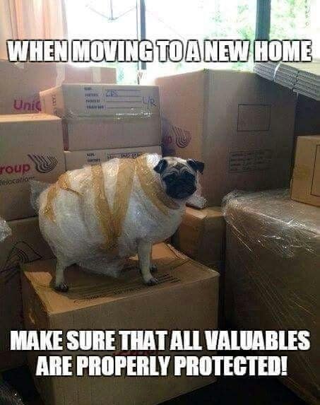 Dog standing on a box surrounded by moving boxes, emphasizing the importance of protecting valuables.